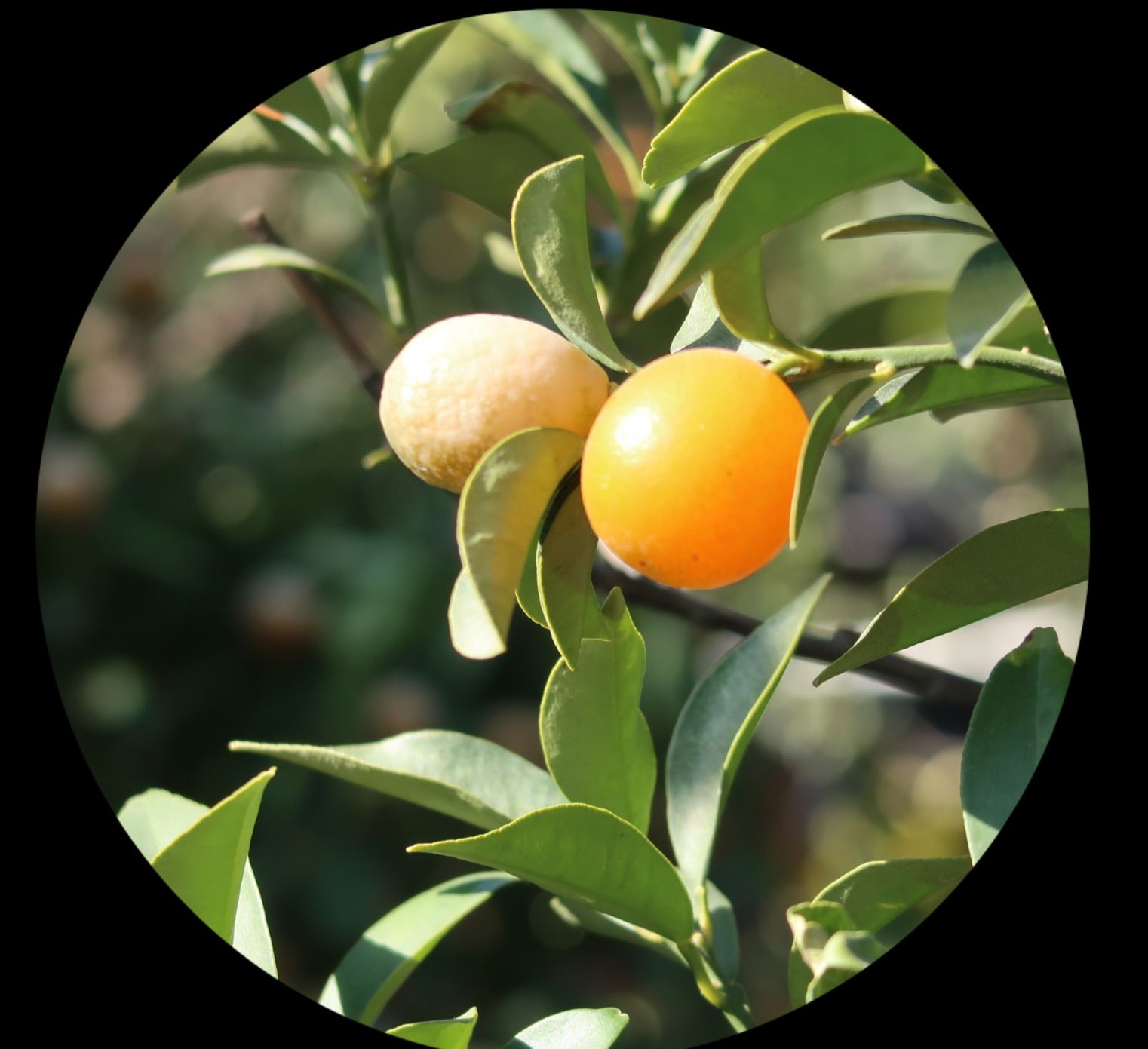 金桔子【首发】