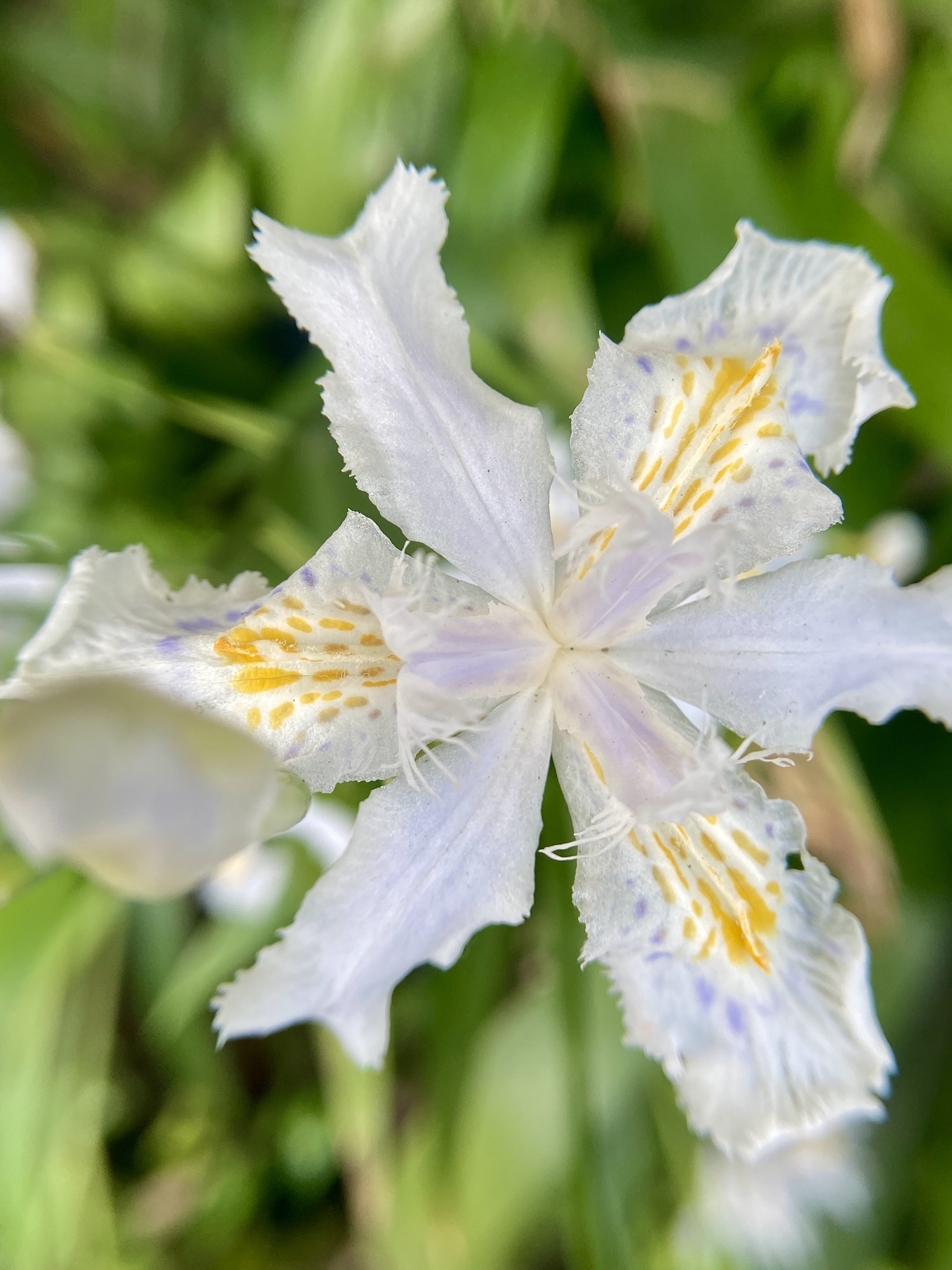 鸢尾兰 带着森林松树叶那独有的芳香 带着山涧晶莹