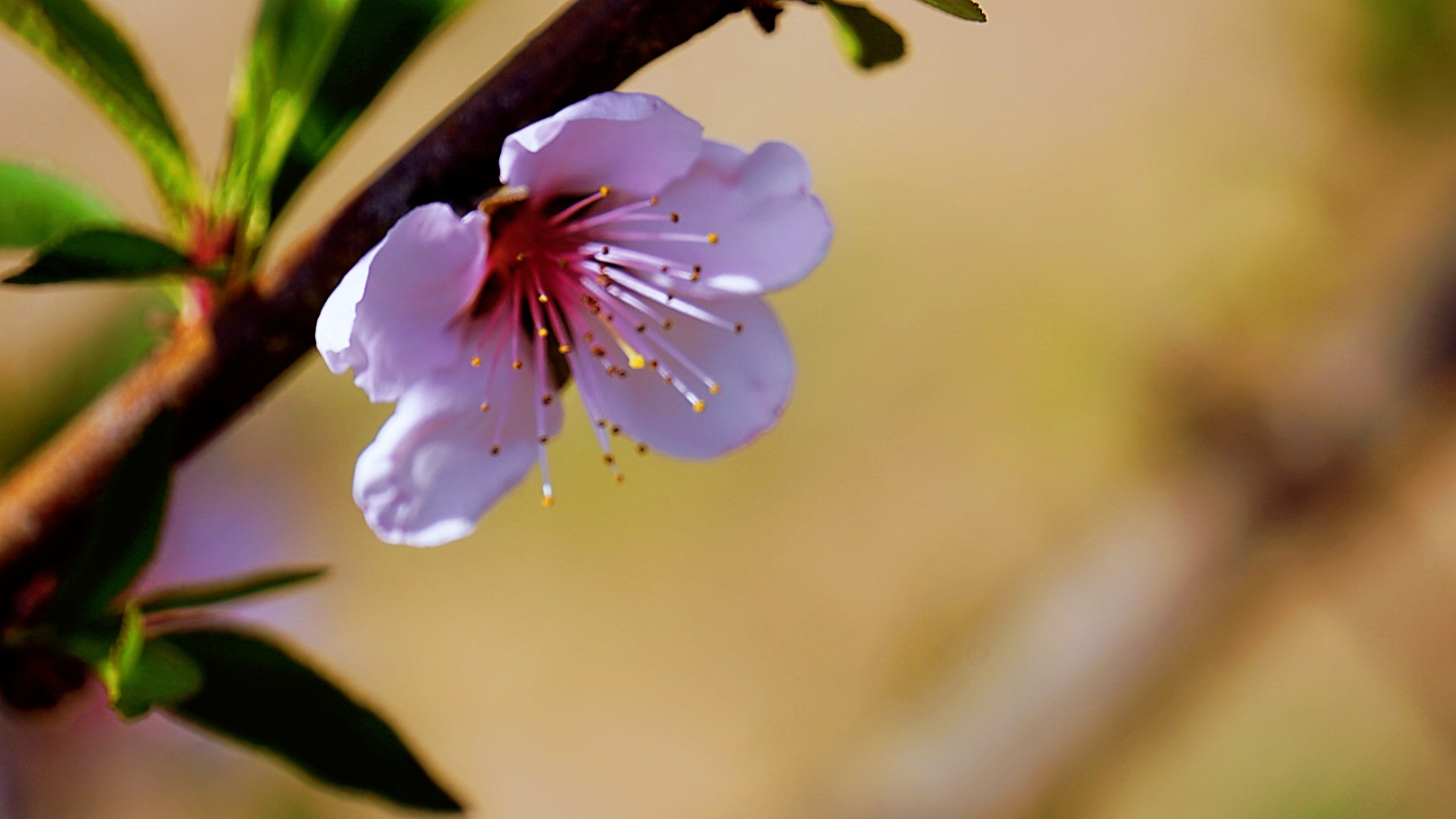原创首发: 春日桃花初绽