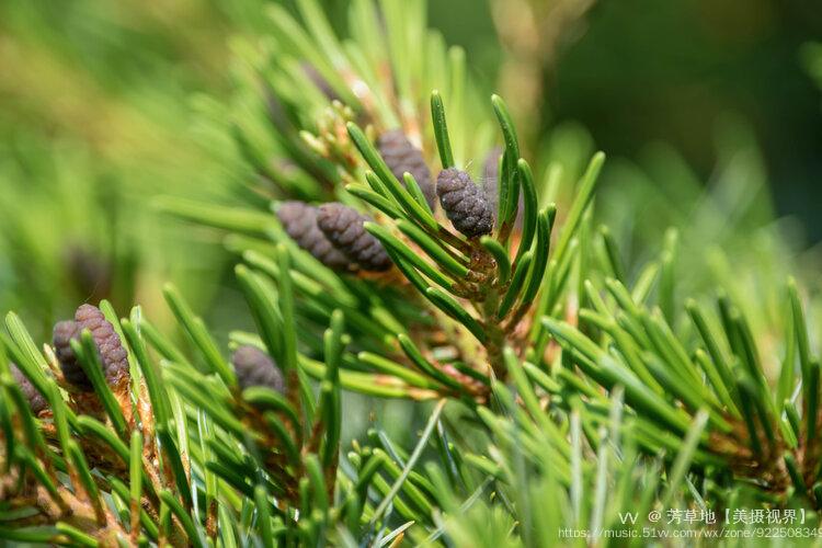 首发日本五针松