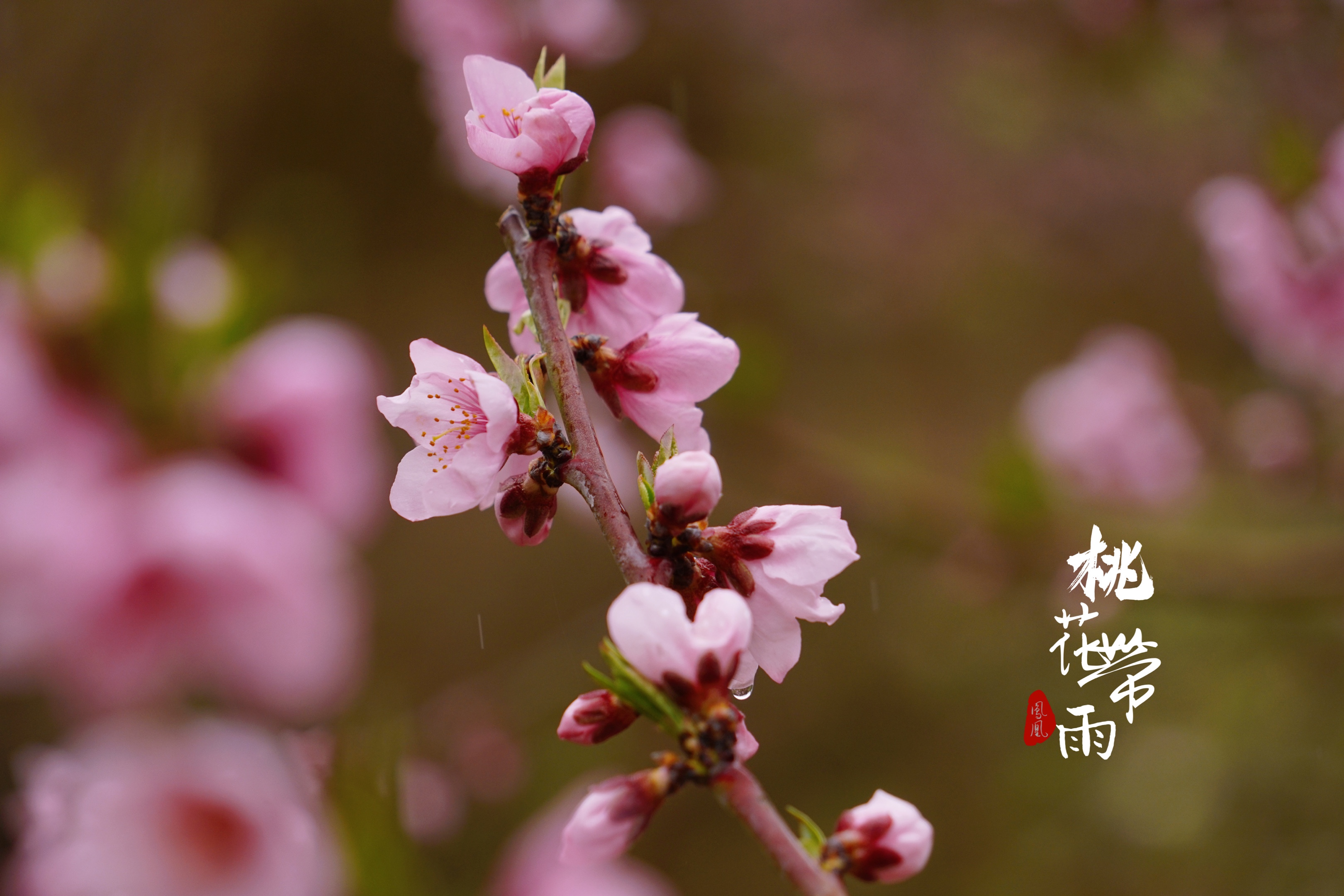 雨打桃花花更红[首发]