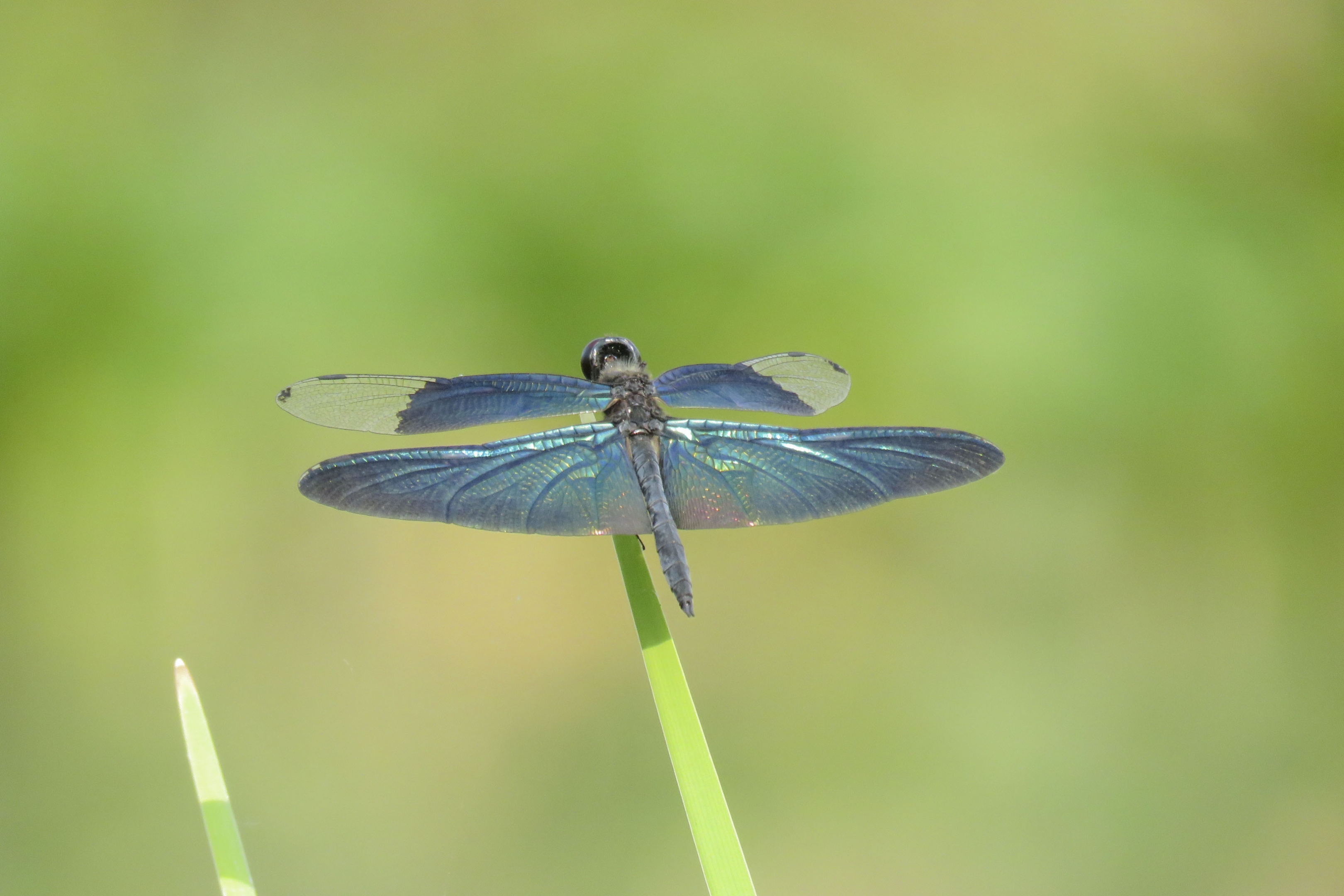 黑丽翅蜻,属蜻科,是一类很原始的昆虫.
