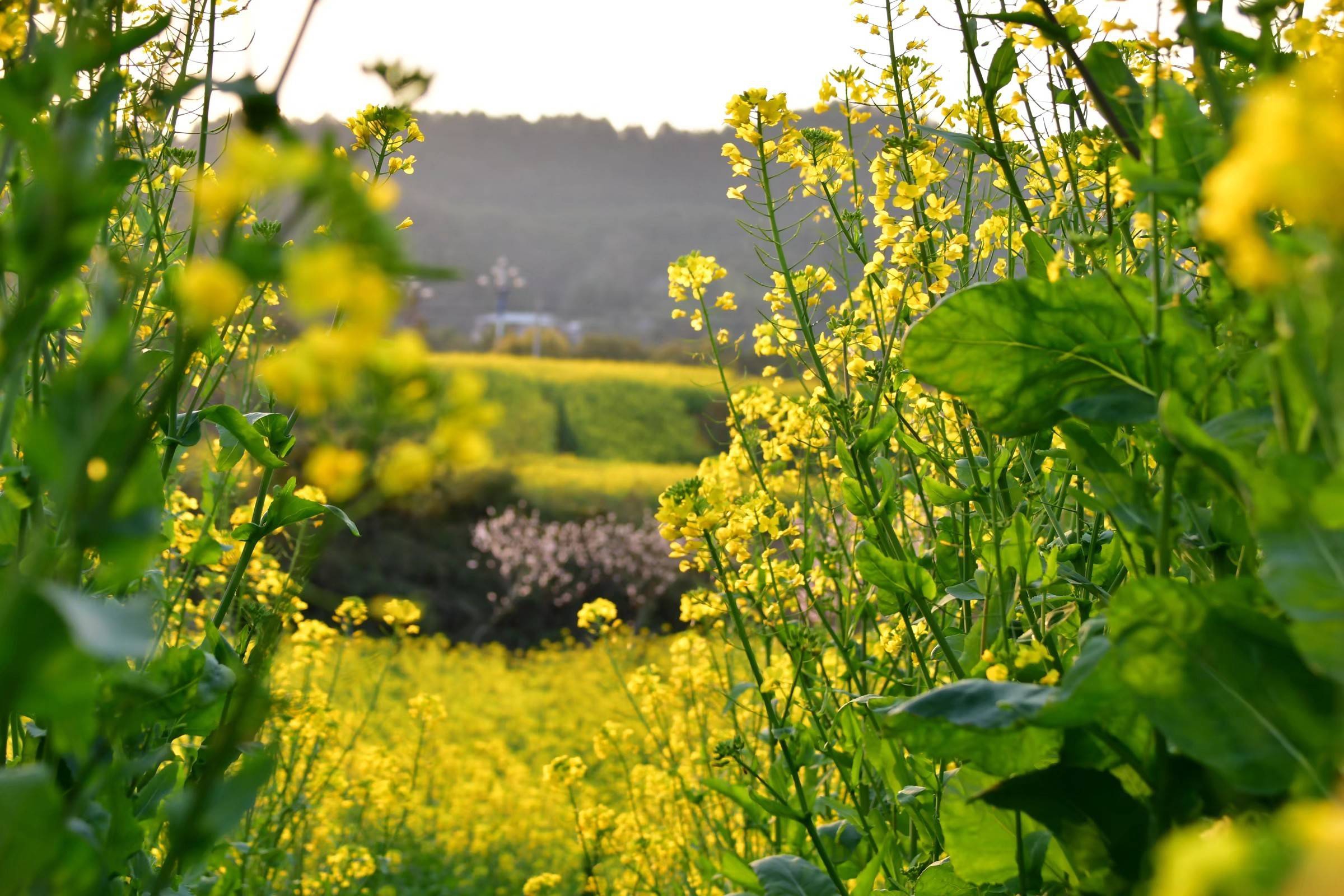 《油菜花香》