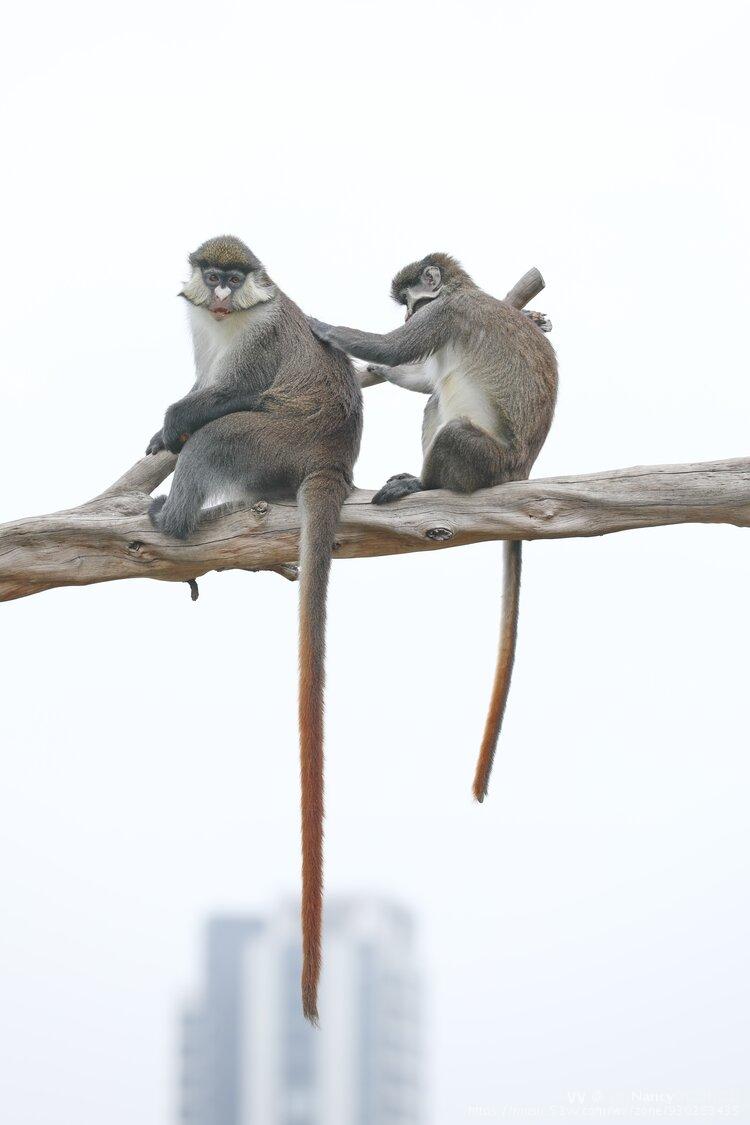 长尾猴属(学名:cercopithecus):共有18种,是猴科中