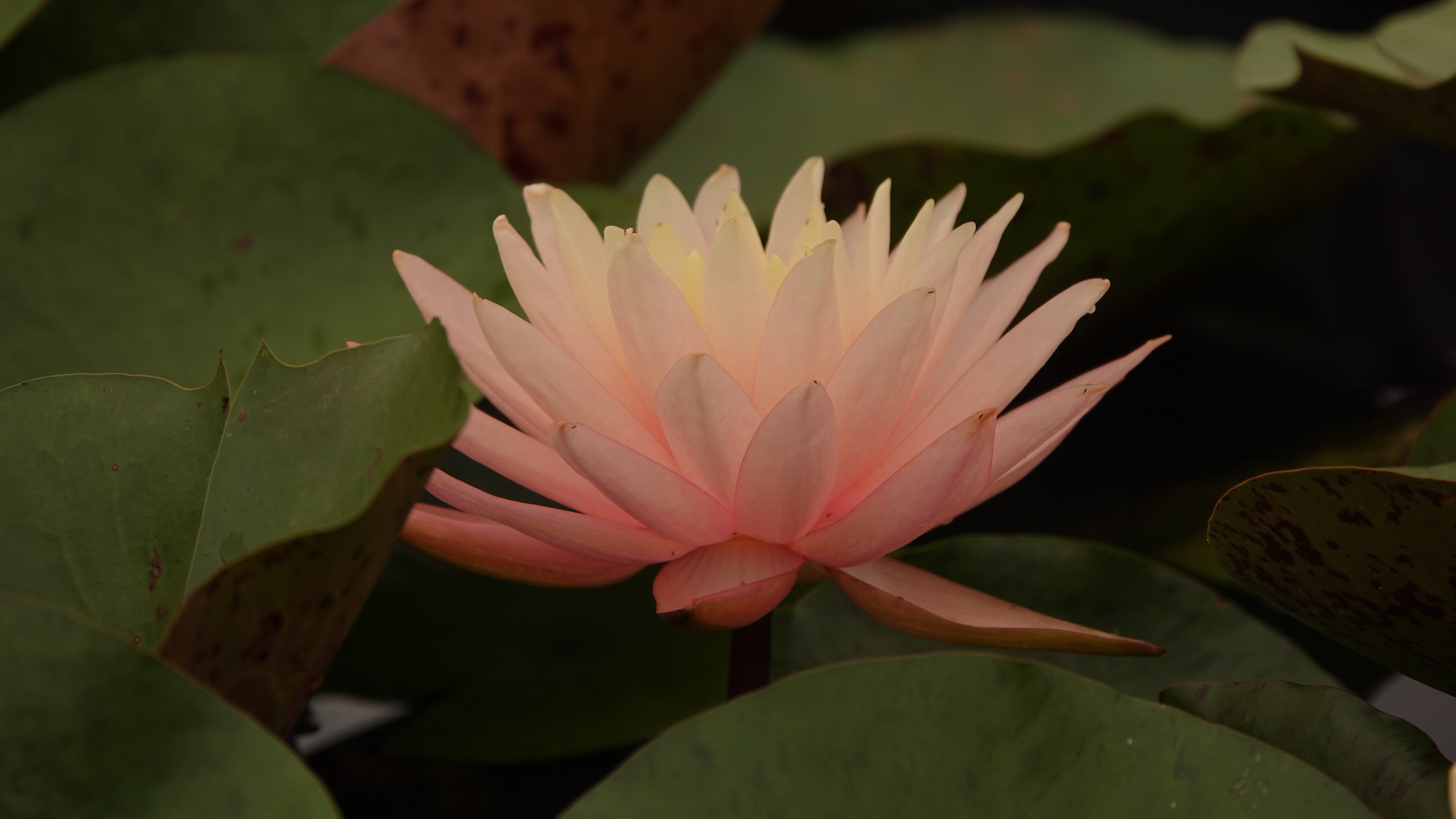 【首发】粉睡莲