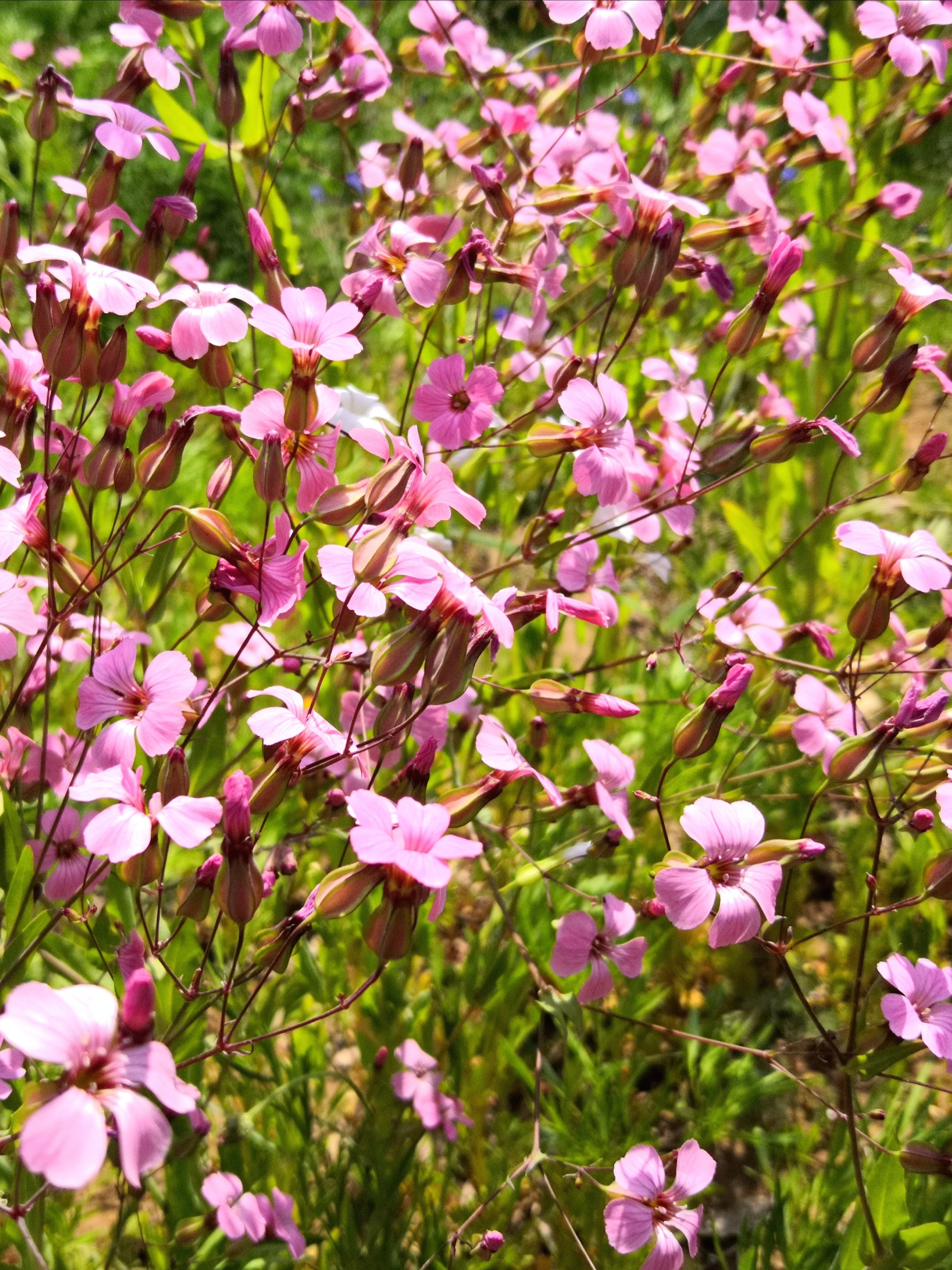 麦蓝菜礼赞【首发】