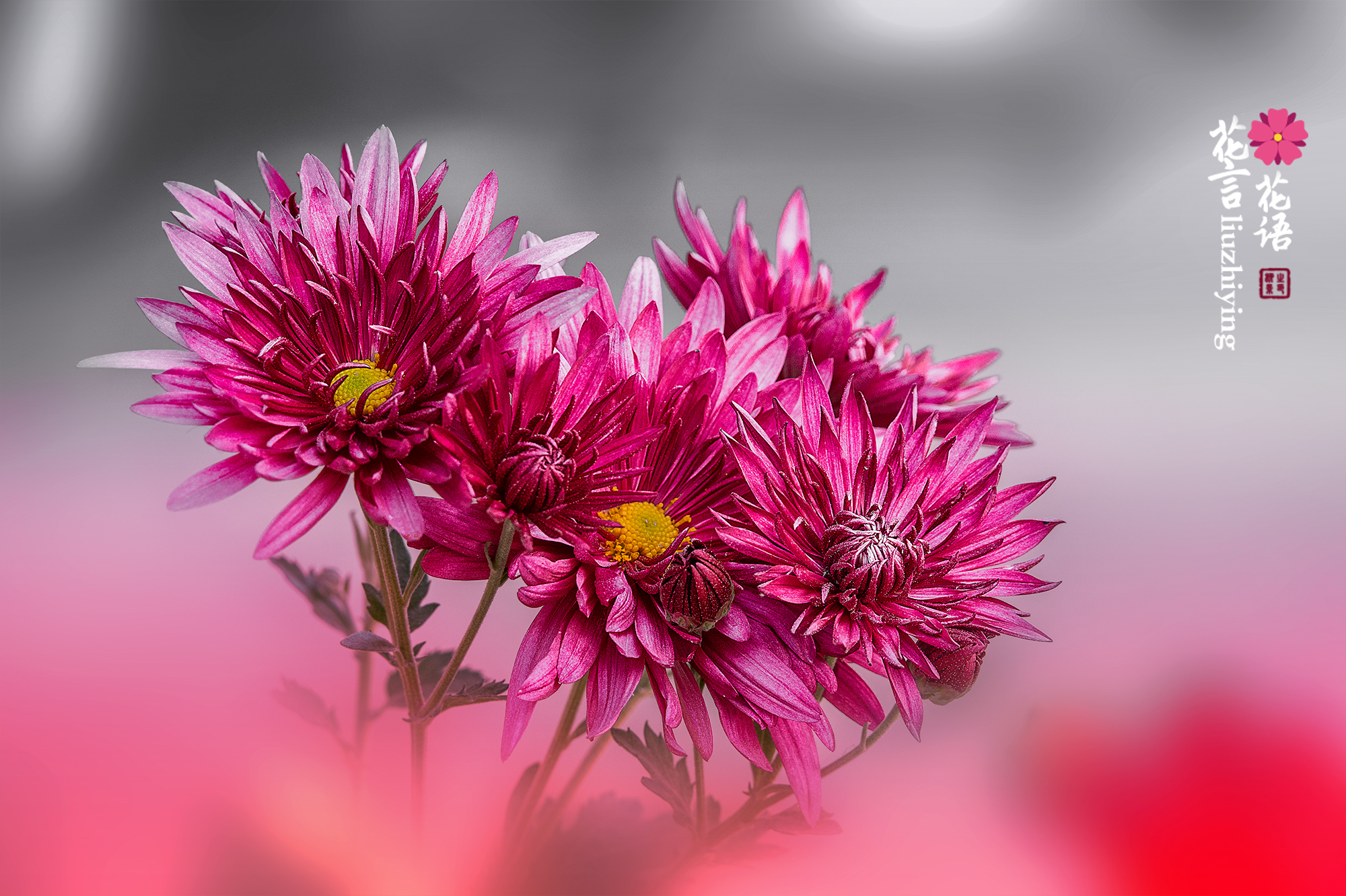 撷一片花瓣,诉一纸心语