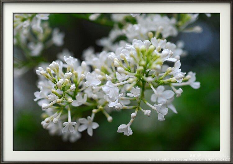 首發白丁香花