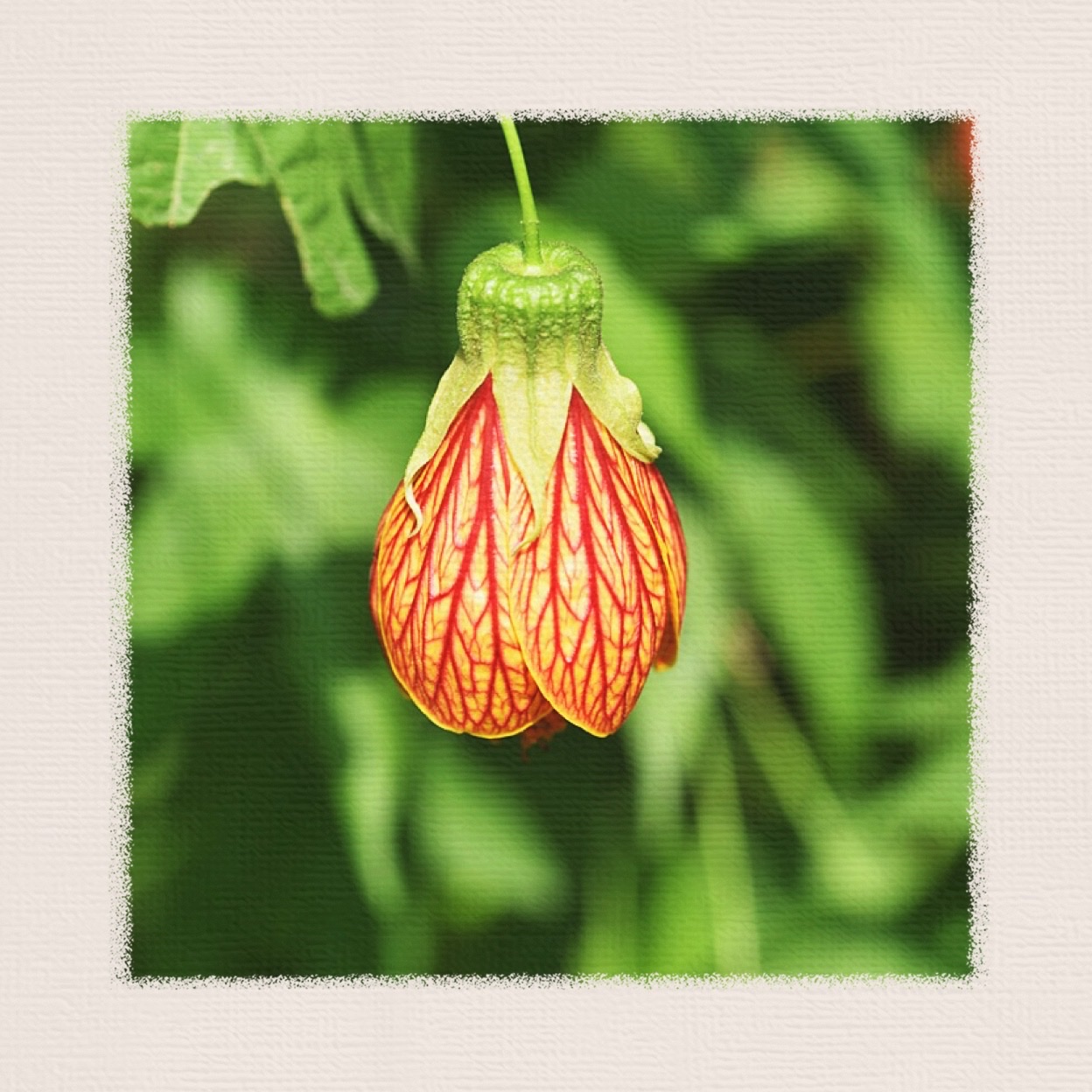 首发〕春天的使者.金铃花(三)