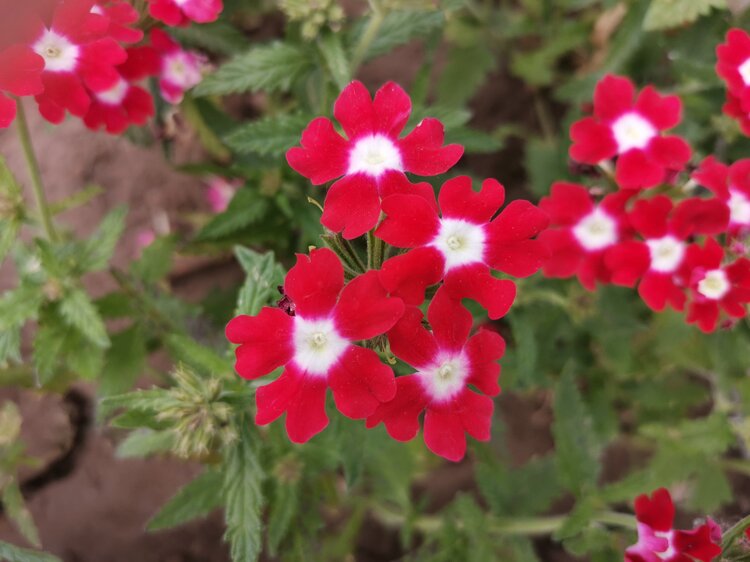 红色美女樱首发手机摄影