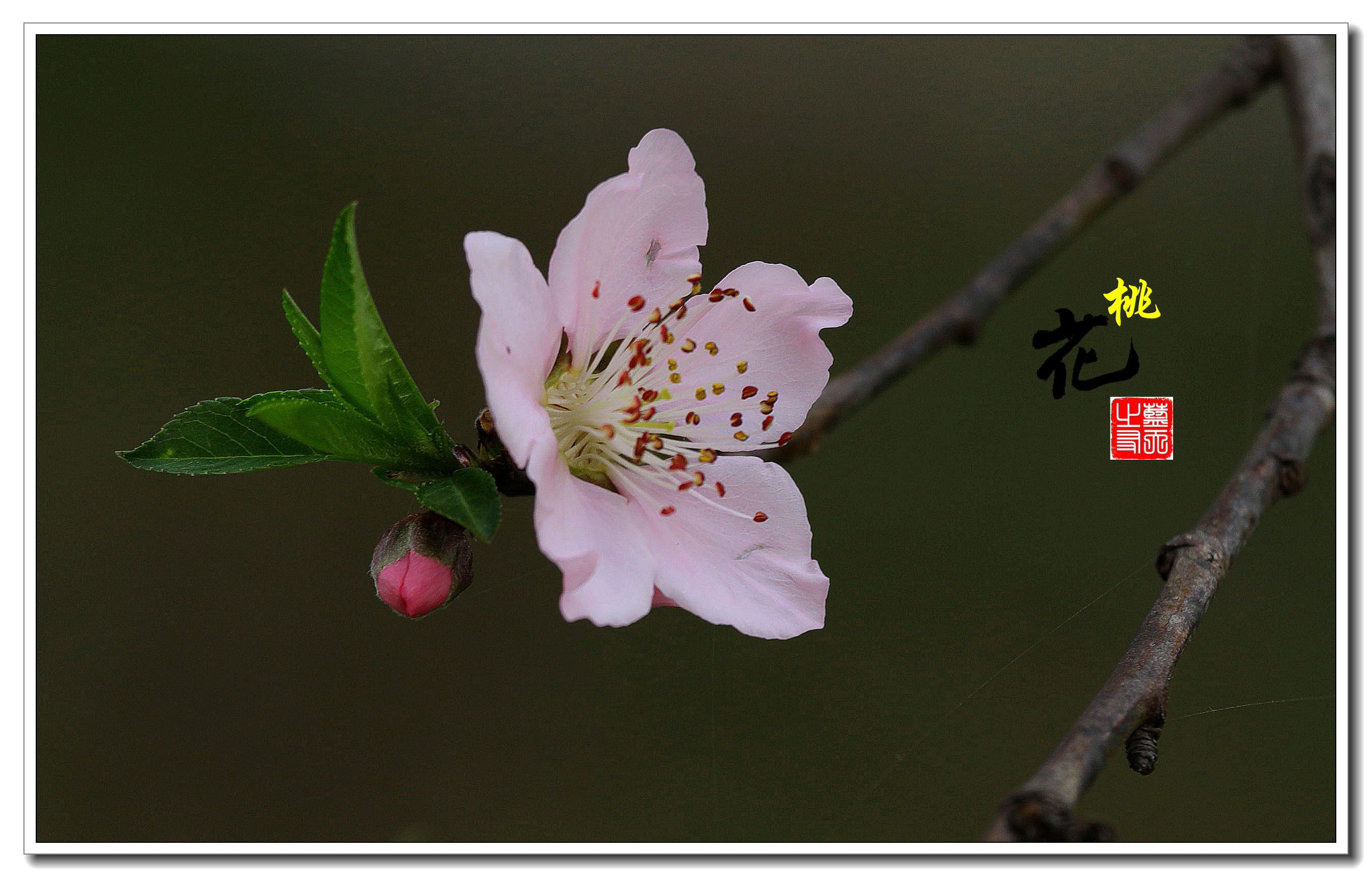 【首发】春风吹来桃花开