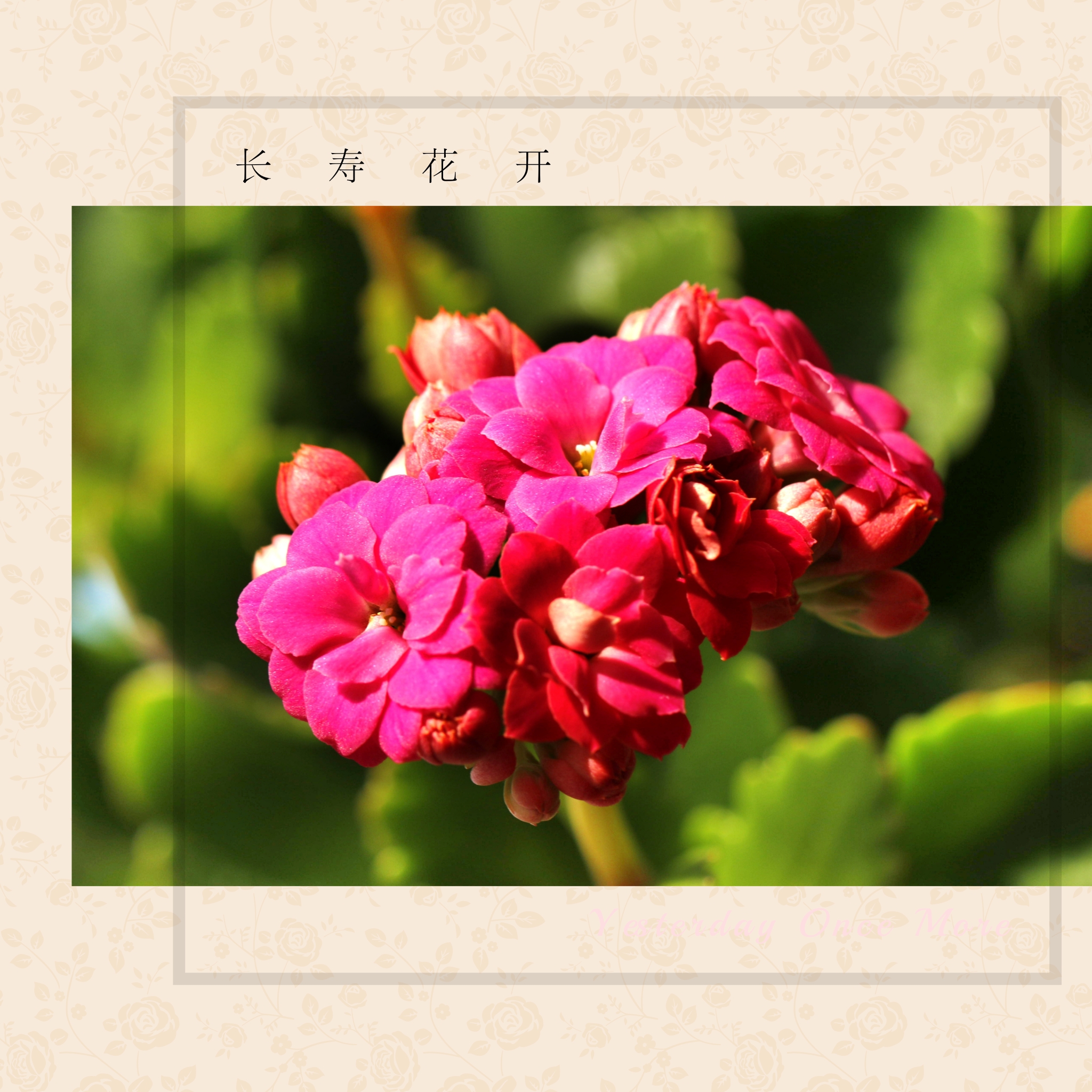 长寿花开 福寿康宁