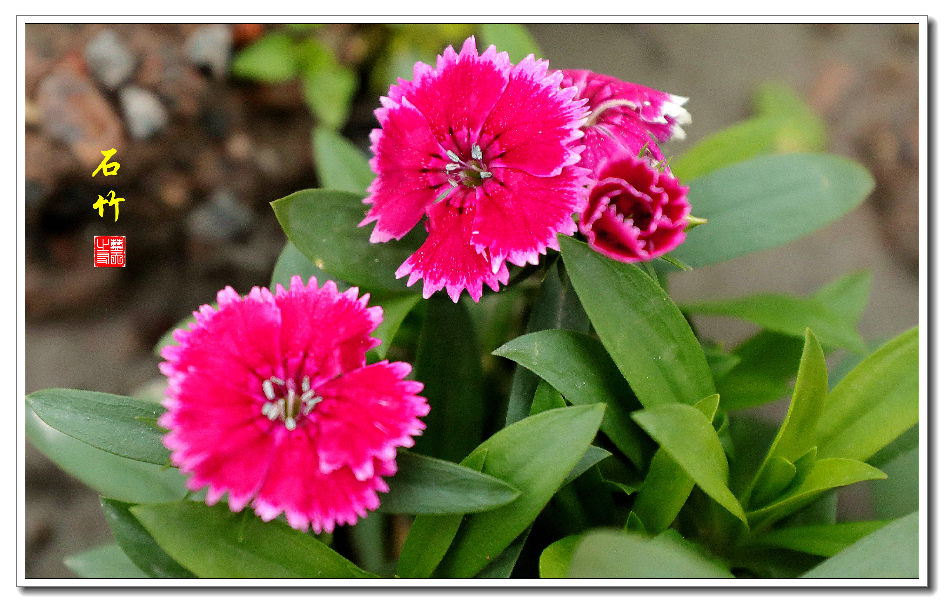 【首发】色彩斑斓的石竹花