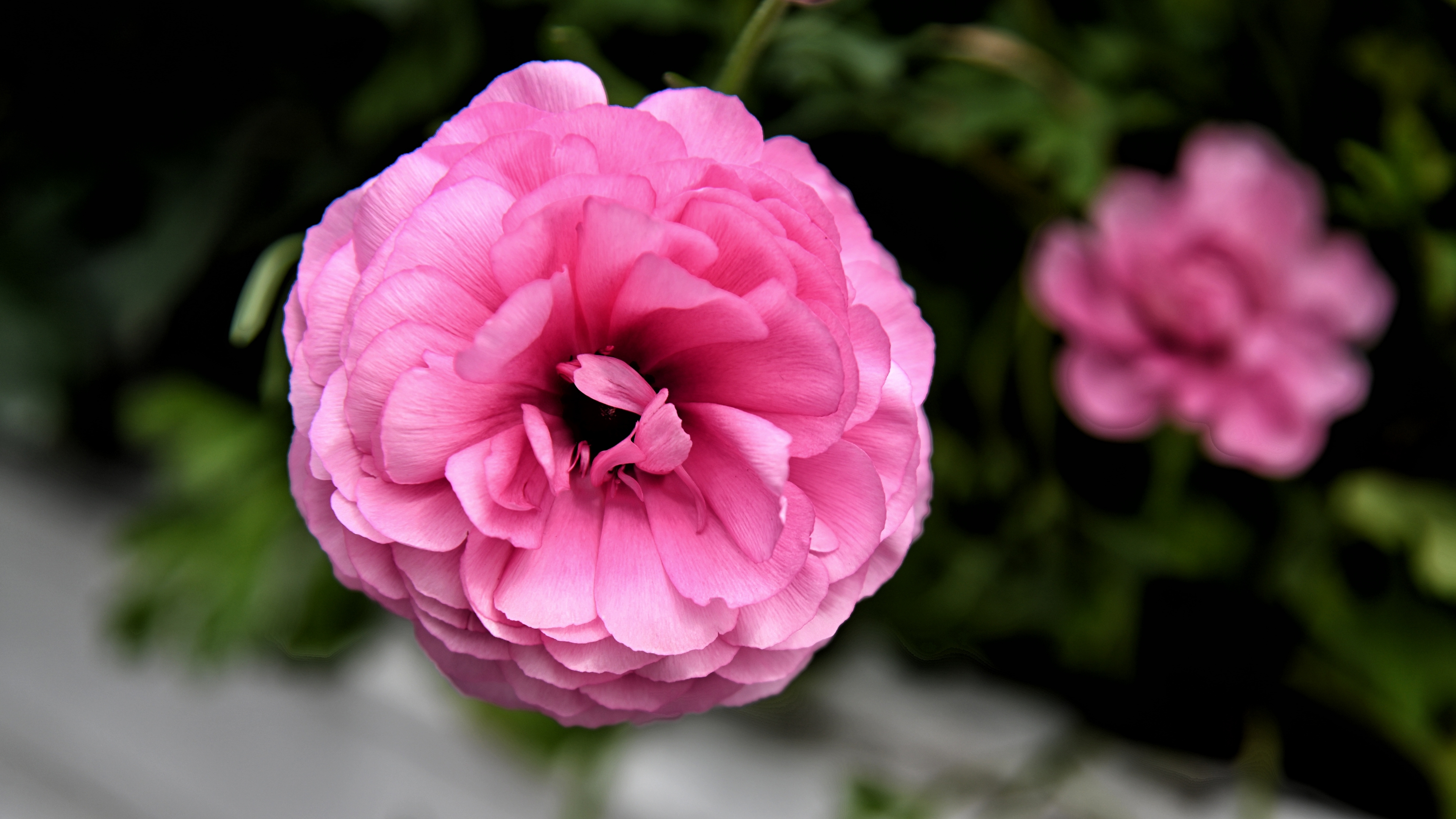 层层叠叠花毛茛