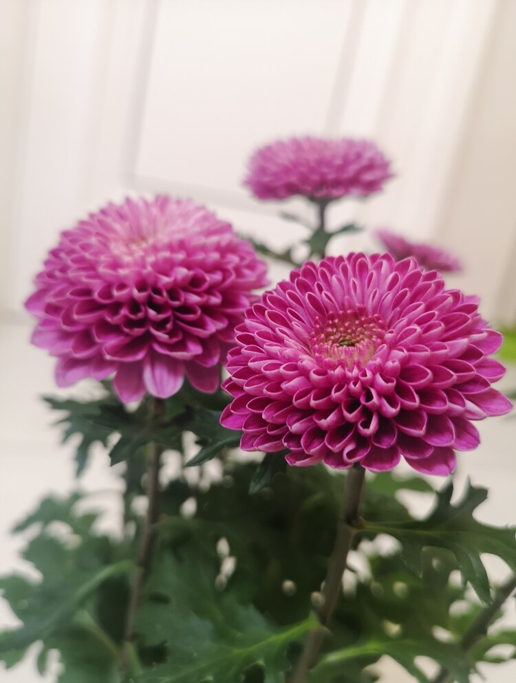 个人比较喜欢乒乓菊圆润饱满的可爱模样,这又买了一