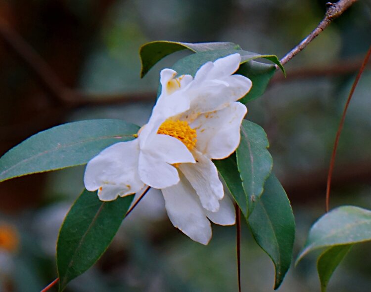 冬日里的茶树花首发