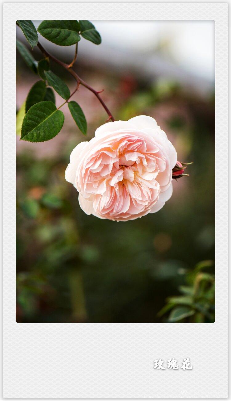 风雨彩虹铿锵玫瑰首发