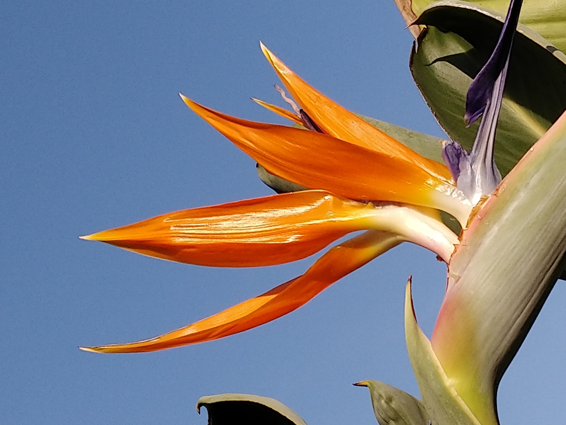 世界名花———天堂鸟