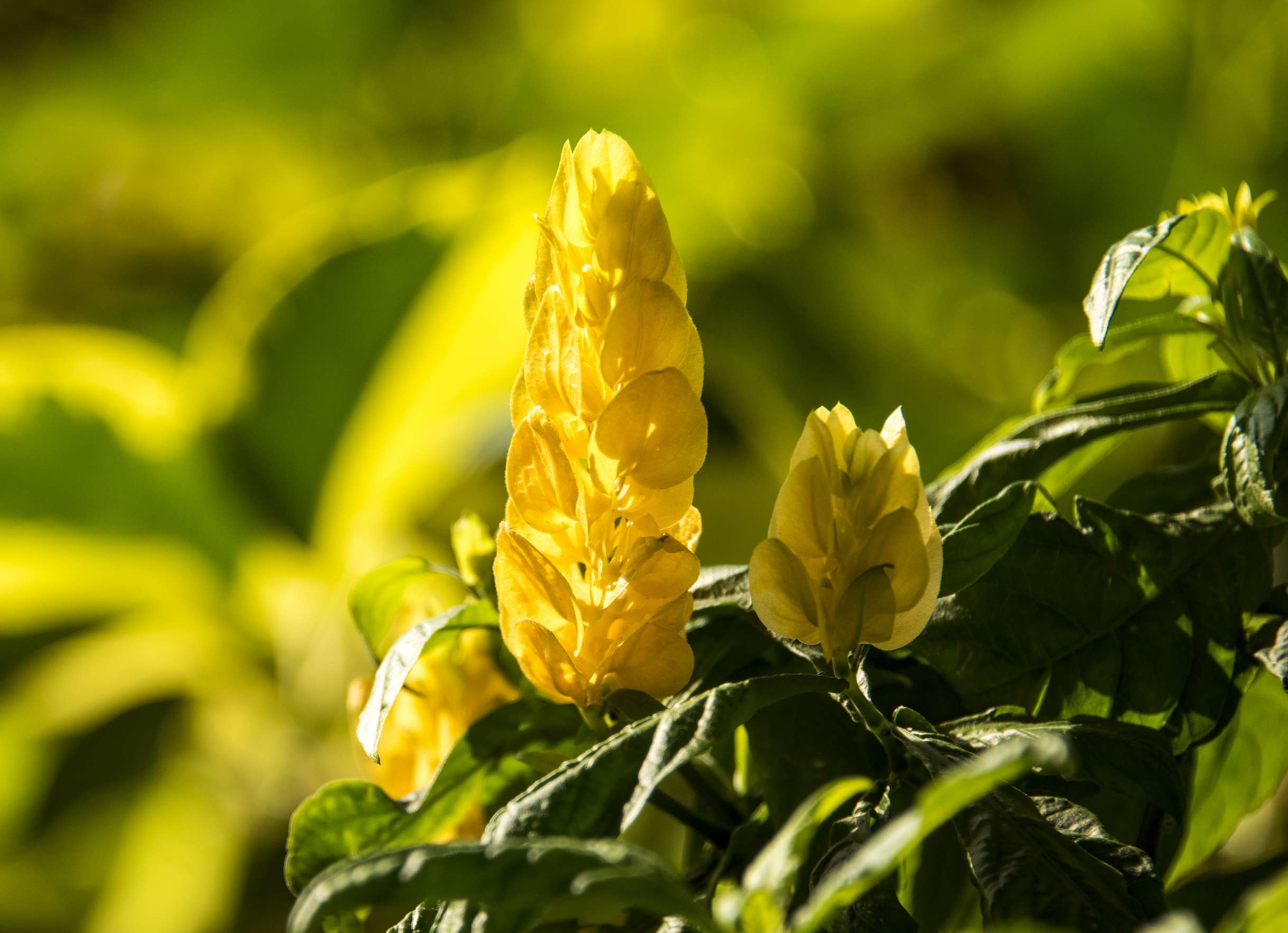 闪光的金苞花【首发】