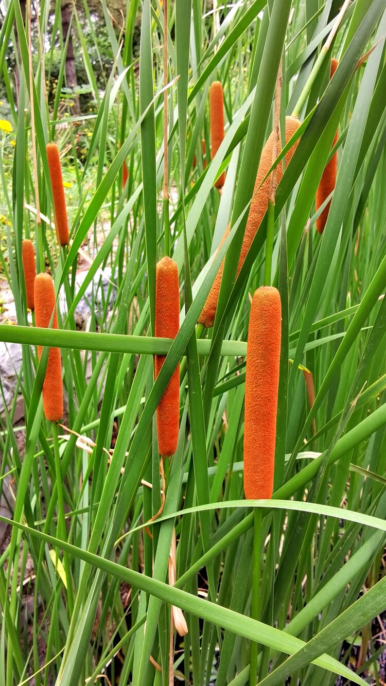 野生蒲棒的采收季节图片