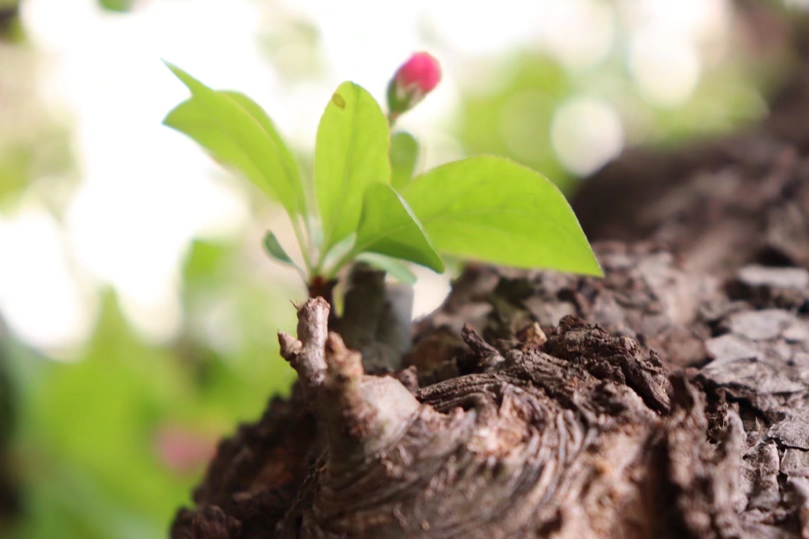 不同品种的花期略有不同,如垂丝海棠的花期为3-4月份,木瓜海棠的花期