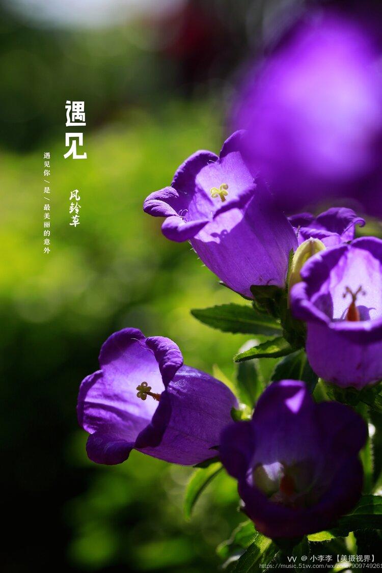 首发阳台草花之紫色风铃草