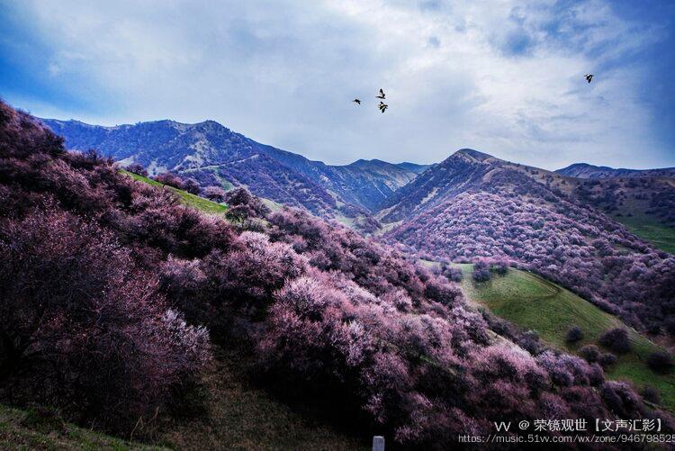 醉人的吐尔根杏花沟
