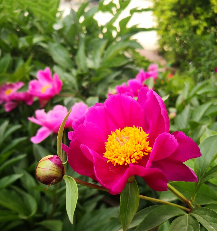 首发芍药花开二