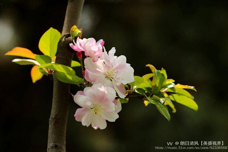 首发离合花瓣