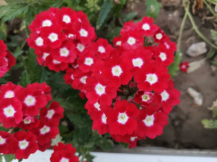 红色美女樱(首发) 手机摄影