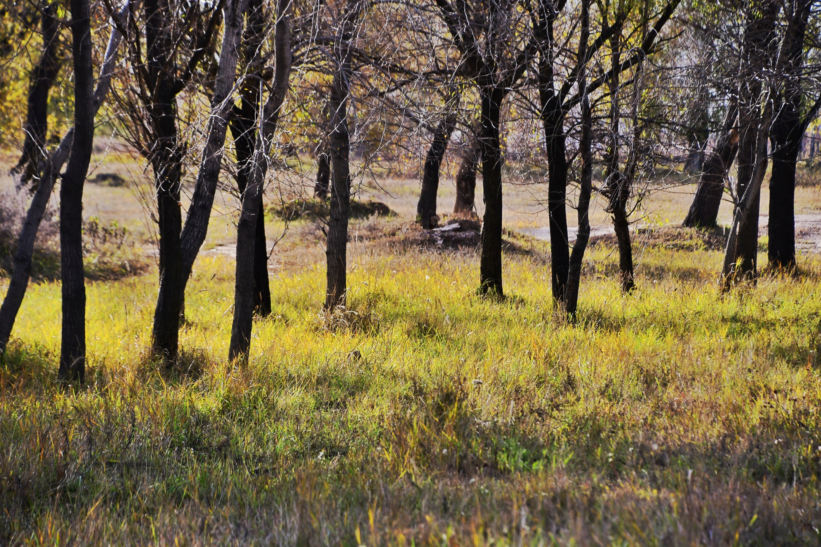 又是一年秋草黄