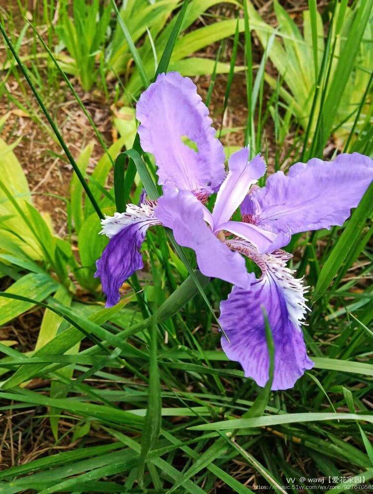 鸢尾花是是法国的国花,法国人非常喜爱香根鸾尾,尤其偏爱蓝色,他们把