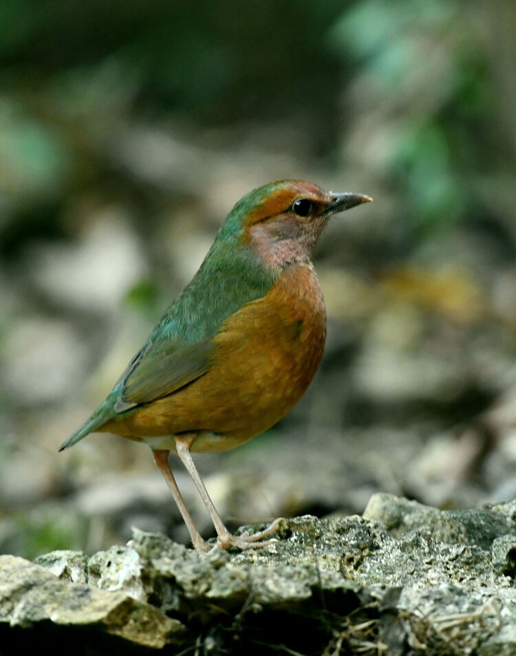 廣西弄崗拍到的鳥兒首發