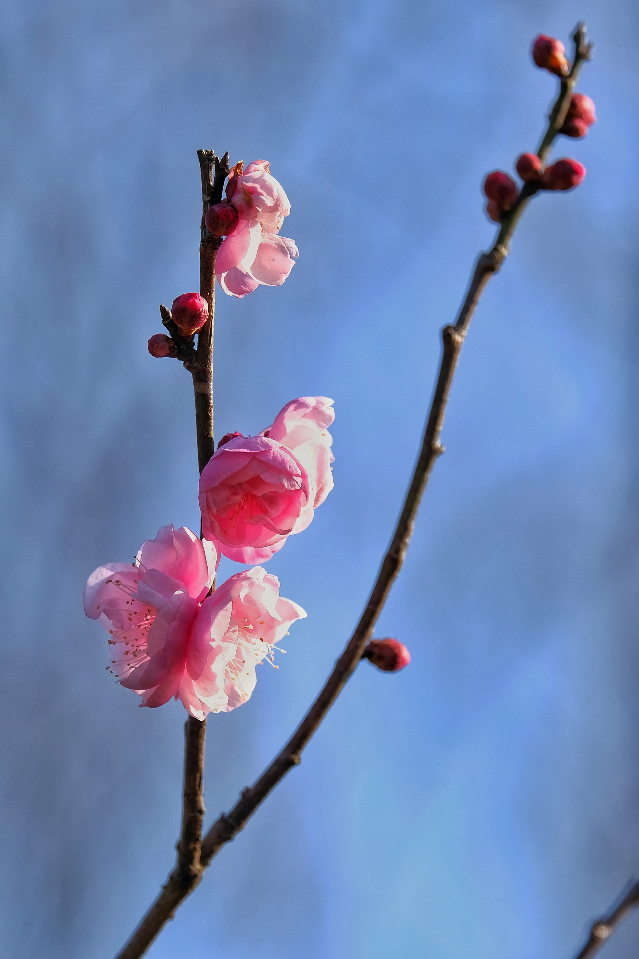 【原创首发】梅花与古诗词