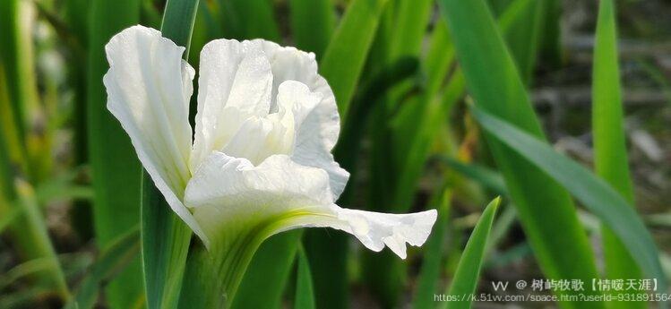 白色玉蝉花原创首发