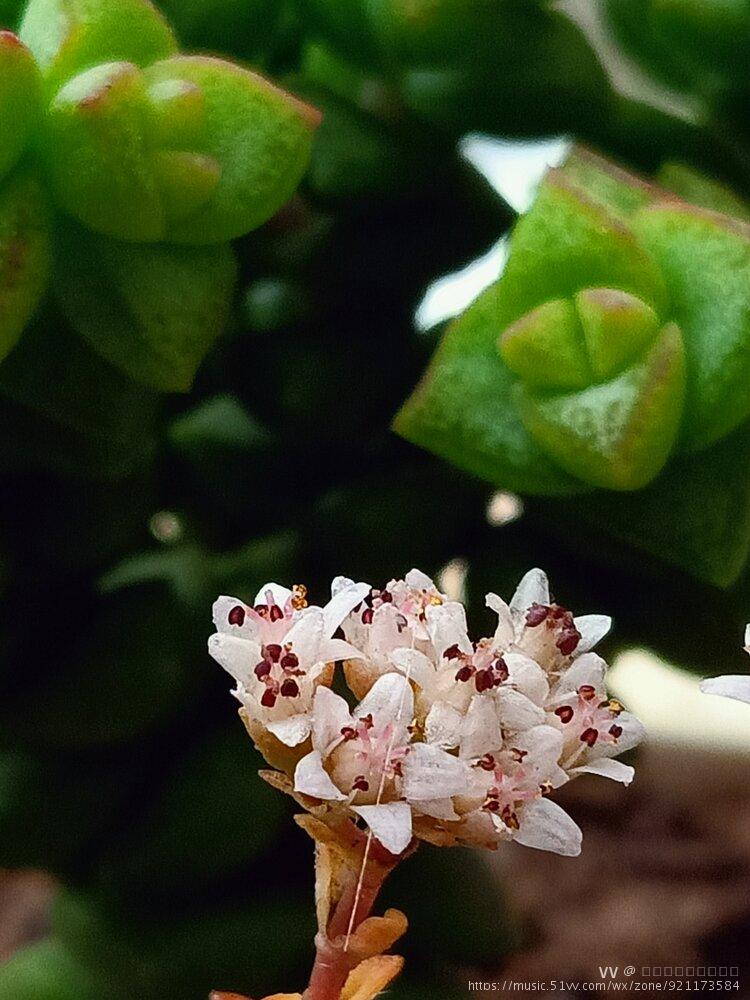 肉肉开花系列小米星首发