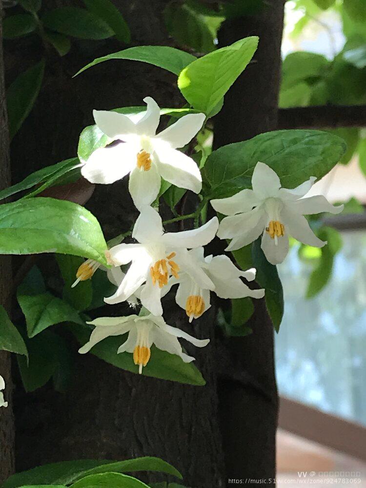 秤锤花又开【首发】