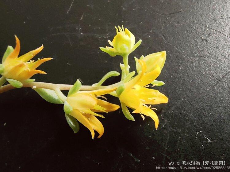 多肉黄丽之花