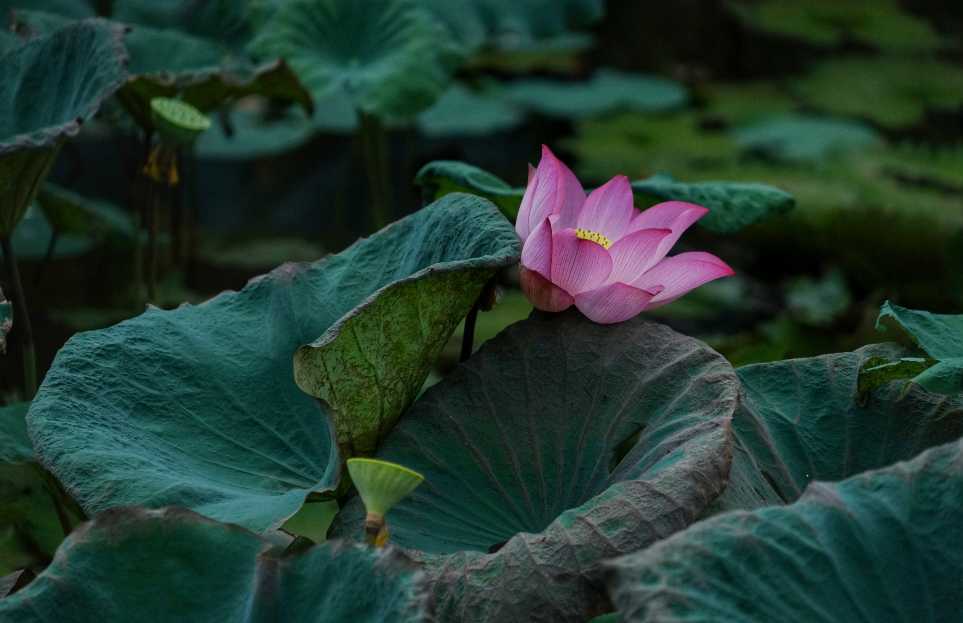 芙蓉照水弄娇斜