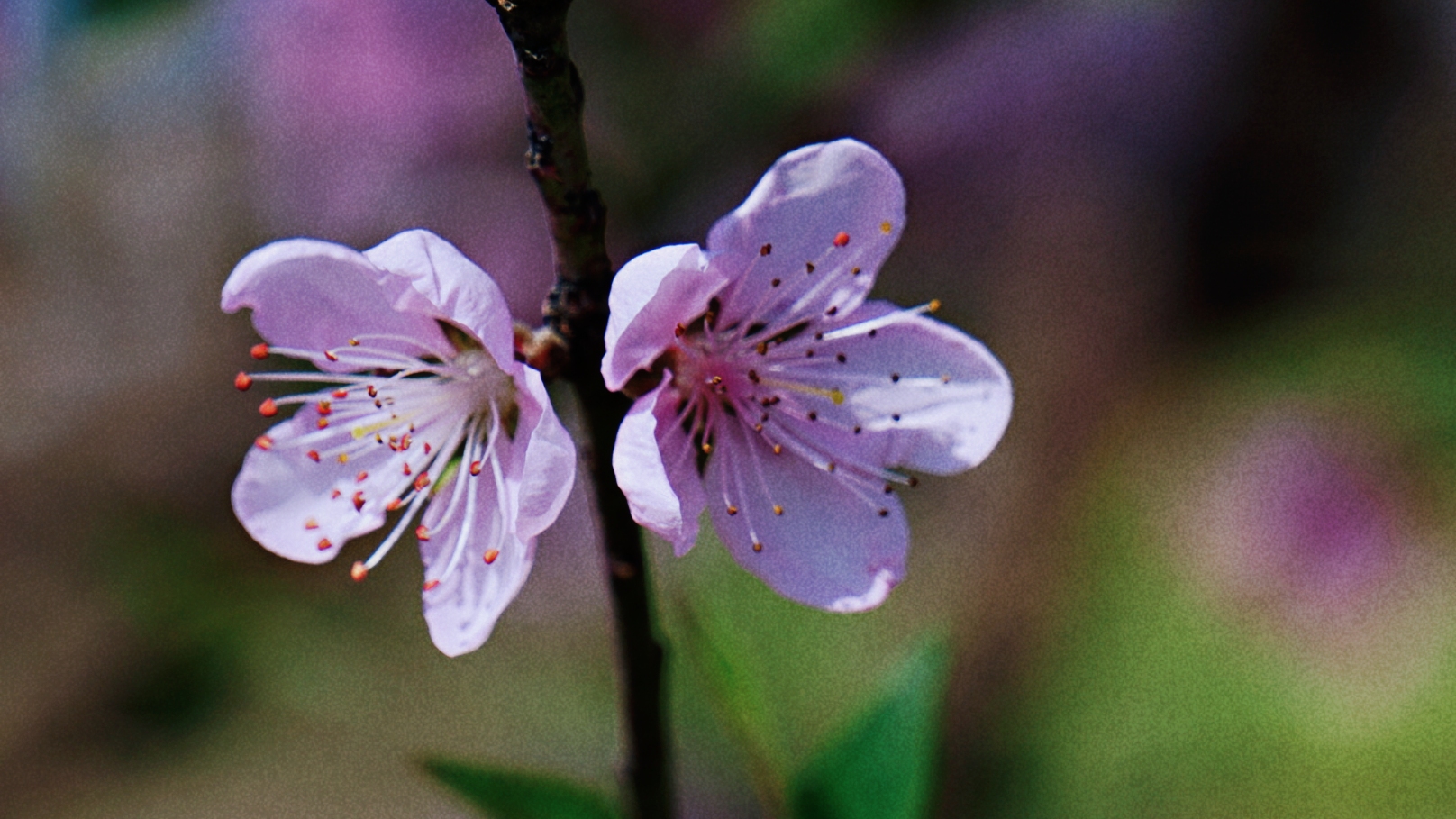 原创首发: 春日桃花初绽