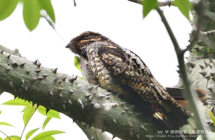 普通夜鷹是夜鷹目夜鷹科夜鷹屬的鳥類.又名蚊母鳥,貼樹皮,鬼鳥,夜燕.