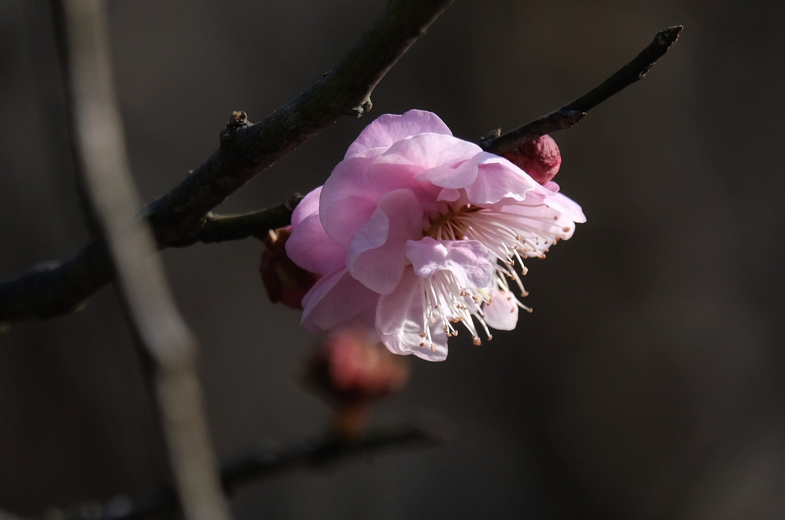 梅花在我国有着悠久的历史,由于它的开花季节会经历冰雪风霜,花形