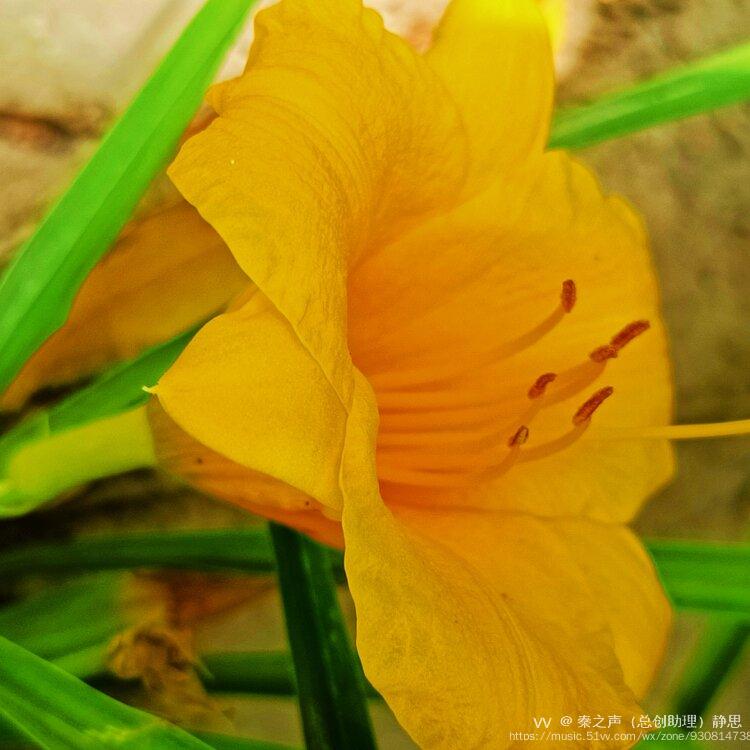 黄色萓草俗称忘忧草