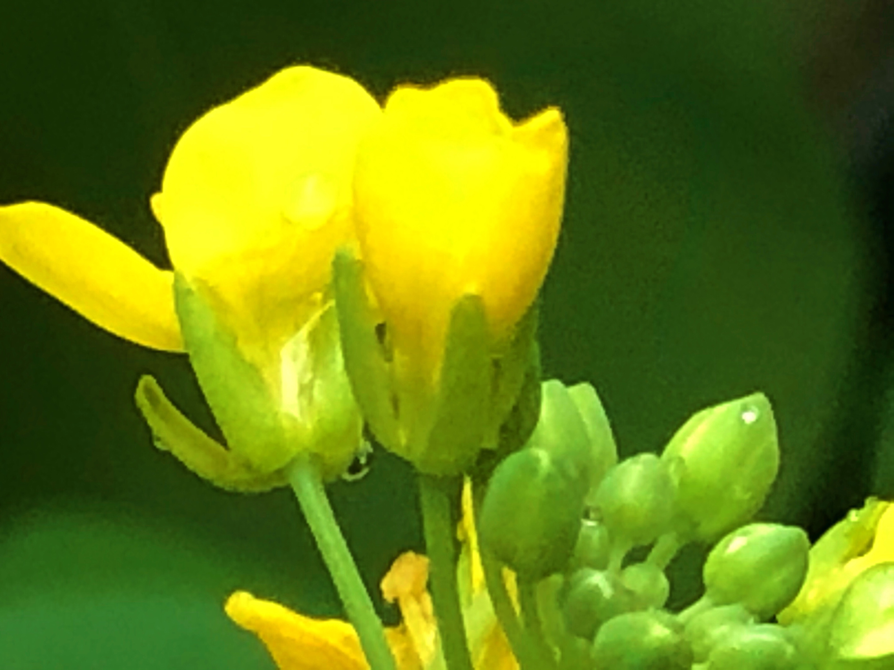 白菜花也美美哒