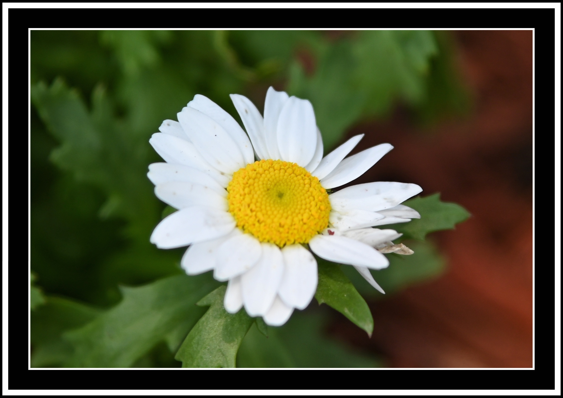 白晶菊【首发】