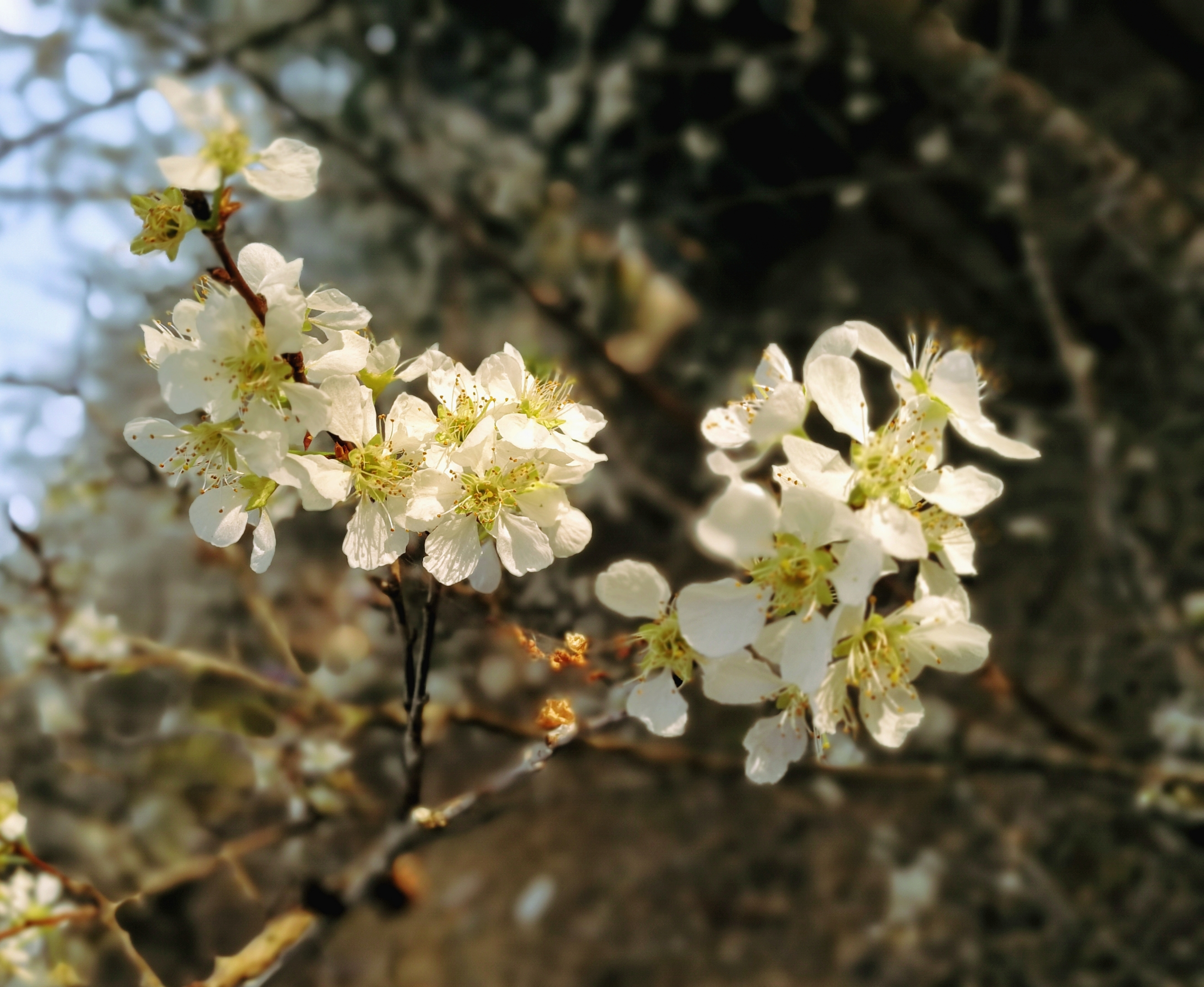 春国送暖百花开,李花怒放一树白.