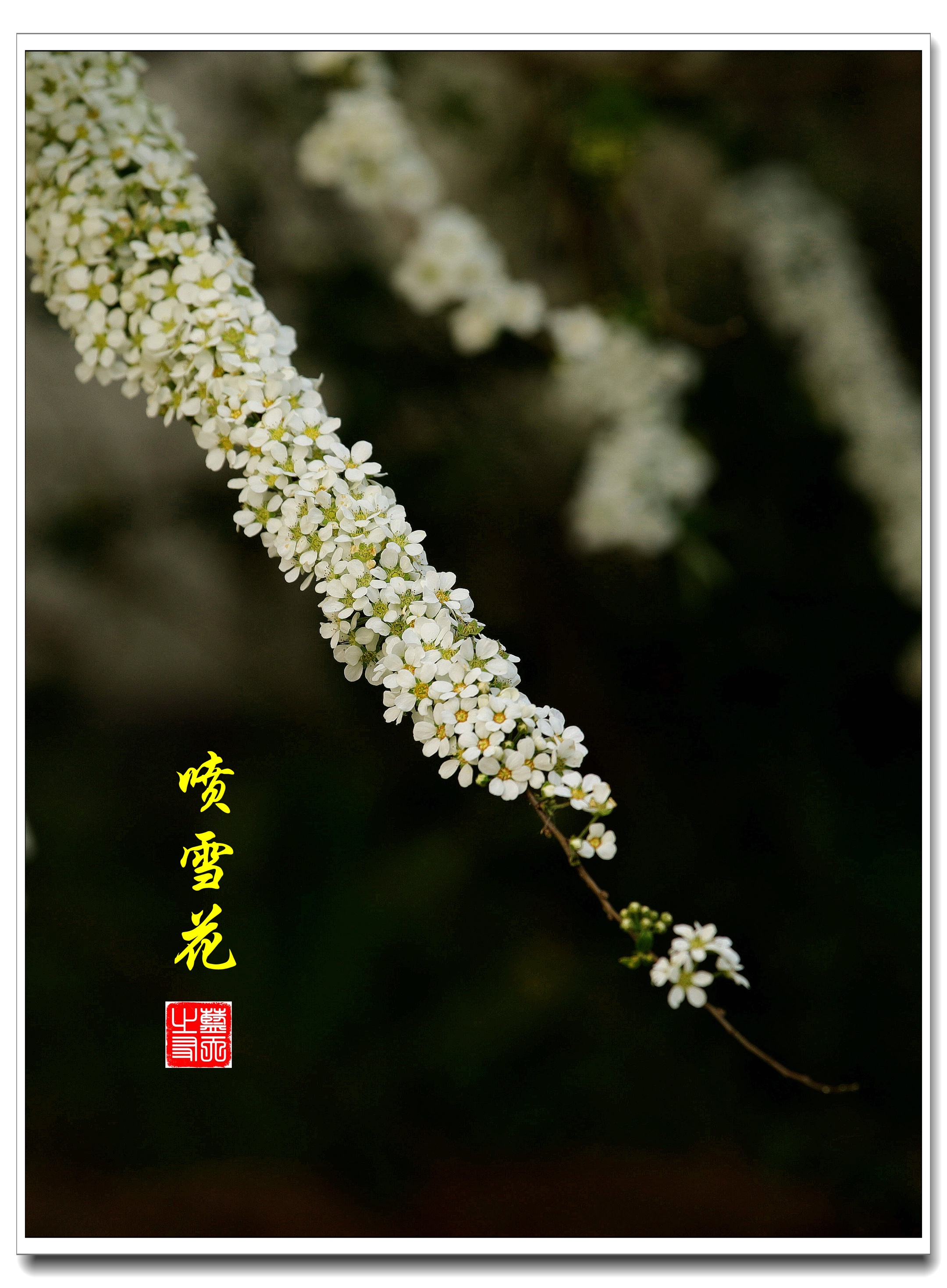 【首发】叶形似柳花如雪·喷雪花