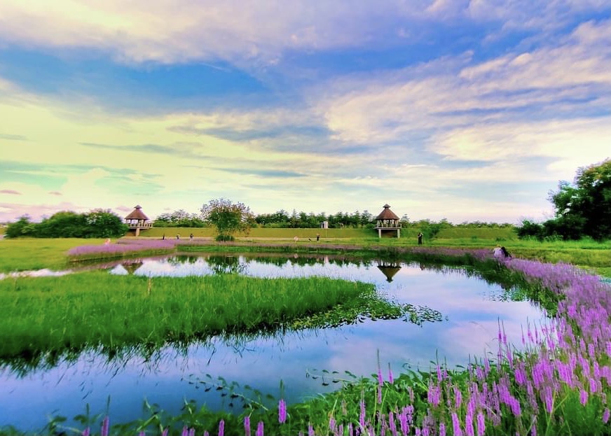 千屈菜花海盛开