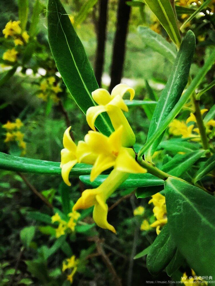 黄瑞香花期图片