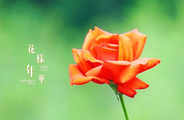 姹紫嫣红月季花vv首发